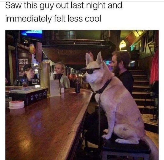 This dog is way cooler than I'll ever be, and he knows it