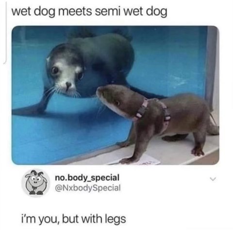 OMG this otter looking at the seal is too funny, its like looking in a mirror but with legs lol
