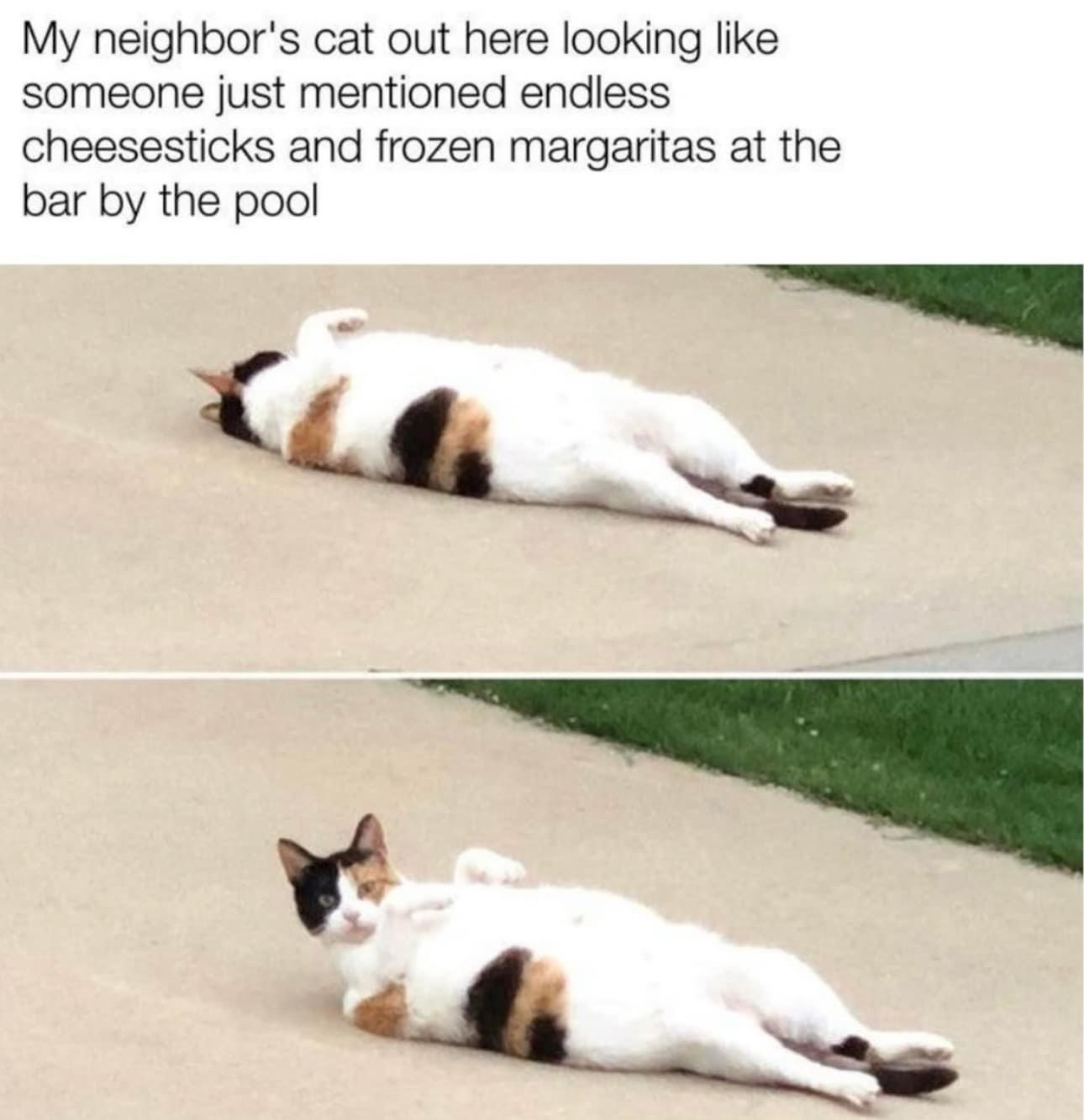 This cat heard there were endless cheesesticks and margaritas at the pool bar.