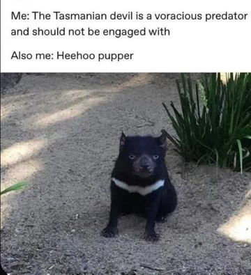 My brain wants to be responsible but then I see a cute animal