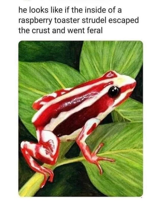 This frog looks like the inside of a raspberry toaster strudel that escaped and went feral