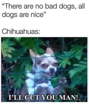 When someone says all dogs are nice but then you see a chihuahua acting like a tiny mob boss