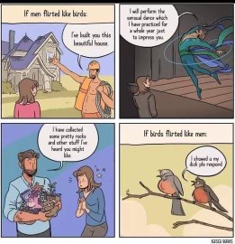lol it's funny how men think they're impressing us when they just build a house and collect rocks, but birds will literally show their privates to flirt