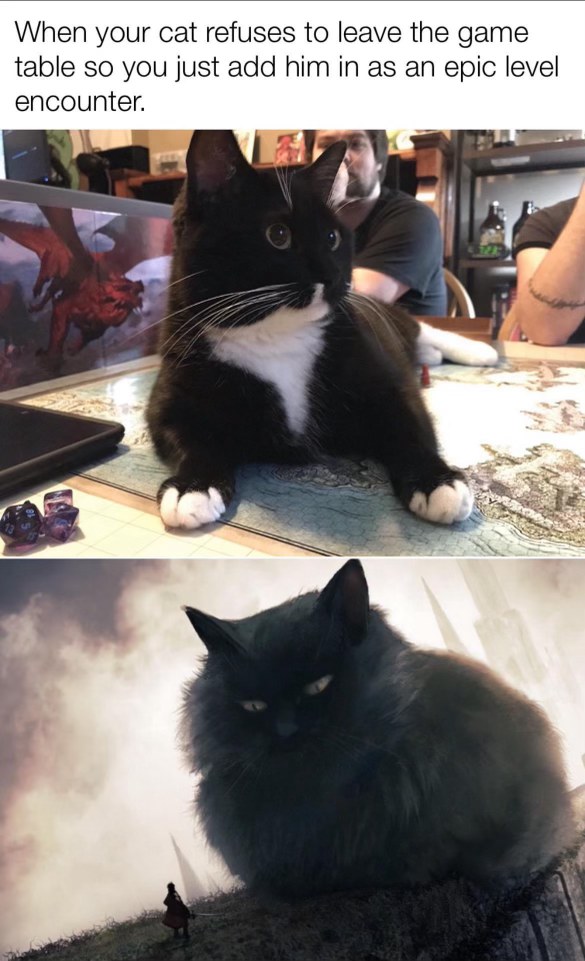 So my cat just became the final boss of our D&D game lol