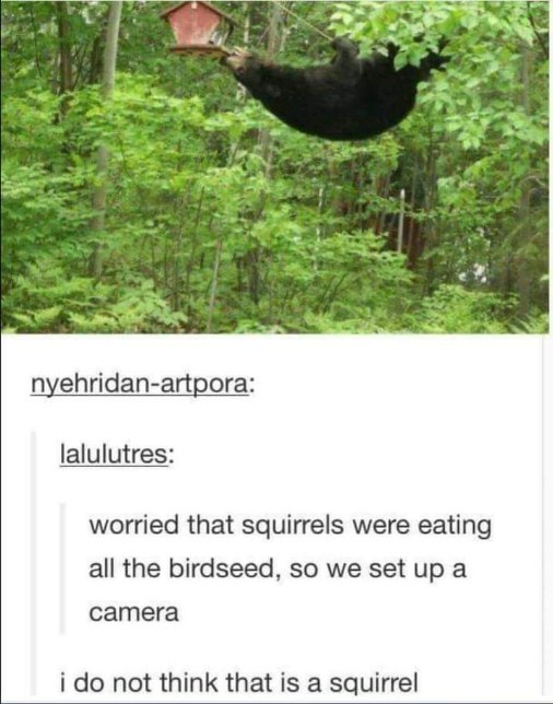 Me thinking I'm gonna catch a squirrel but it's actually a whole bear