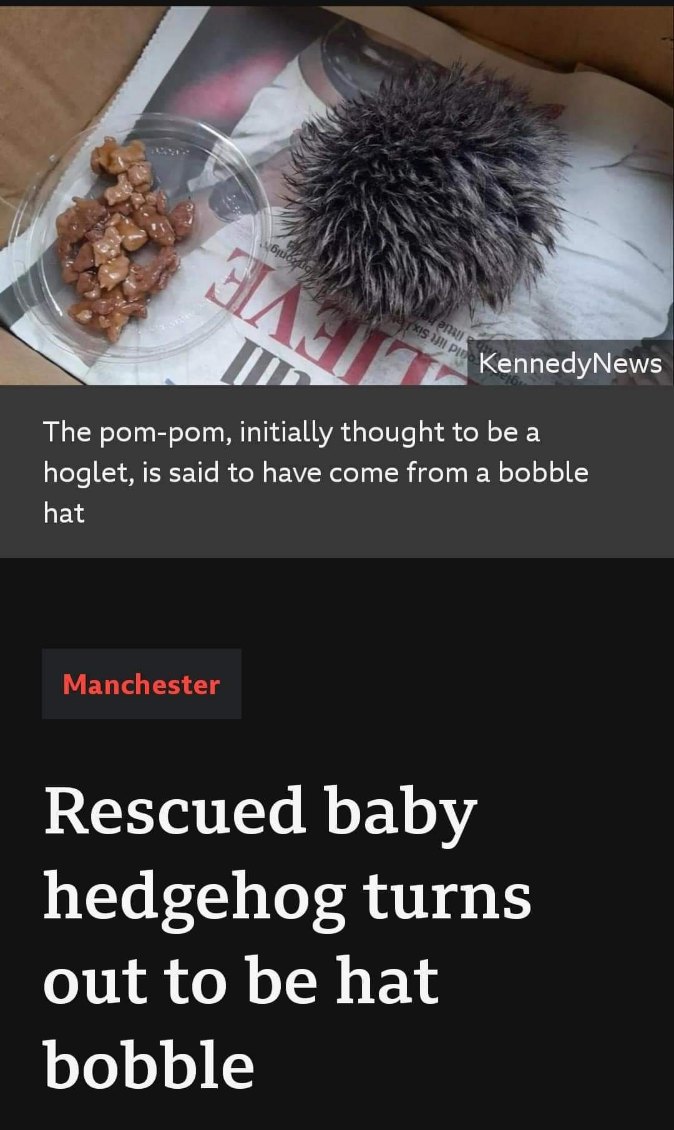 So apparently I thought this was a baby hedgehog but it's actually just from a hat