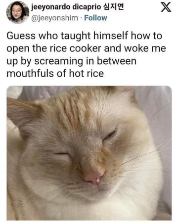 My cat woke me up to let me know he learned how to use the rice cooker. He's very proud, apparently