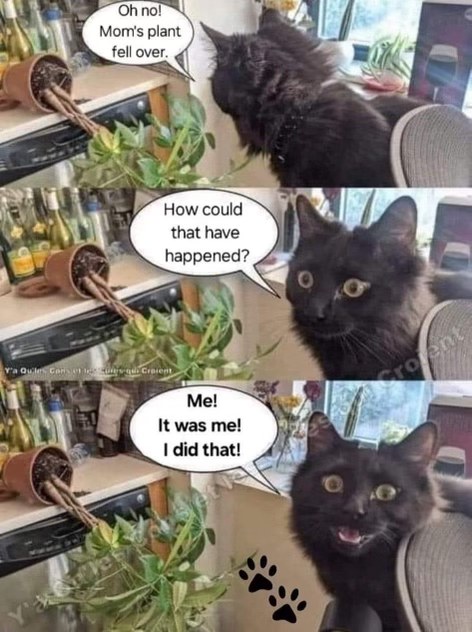 Cats admitting they knocked over mom's plant after pretending to be shocked