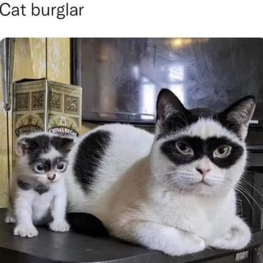 My cat and his apprentice getting ready for their nightly heist.