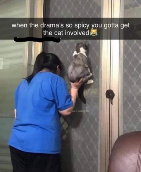When the cat is the only unbiased witness to your domestic dispute