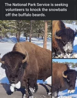 So the National Park Service needs volunteers for a very specific job: de-snowballing buffalo beards. That's an important task.