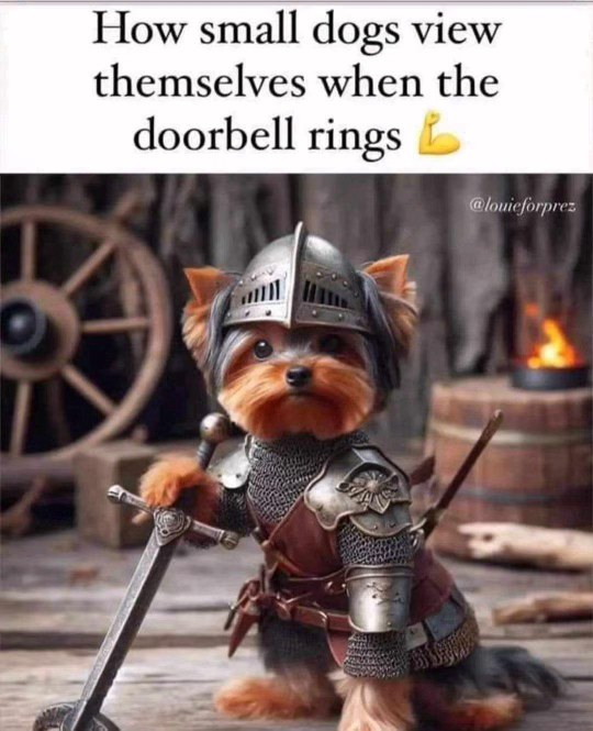 When the doorbell rings and that tiny dog turns into a medieval warrior ready to defend the realm