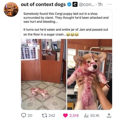 This corgi got into a jam jar and looked like he got into a crime scene lol