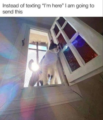 Instead of texting 'I'm here' I am going to send this majestic cat in a sunbeam.