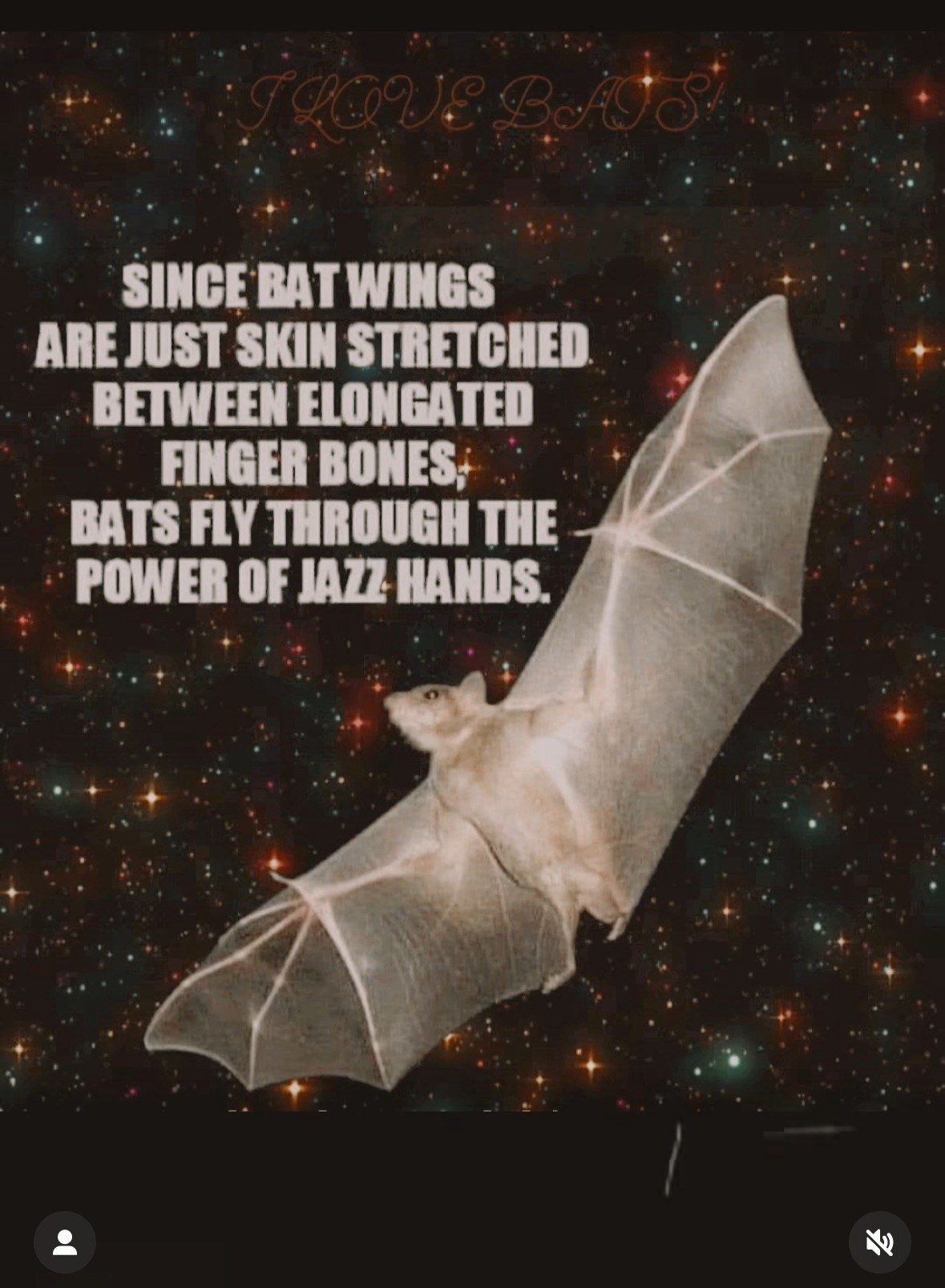 So that's how bats do it, all about that jazz hands power.
