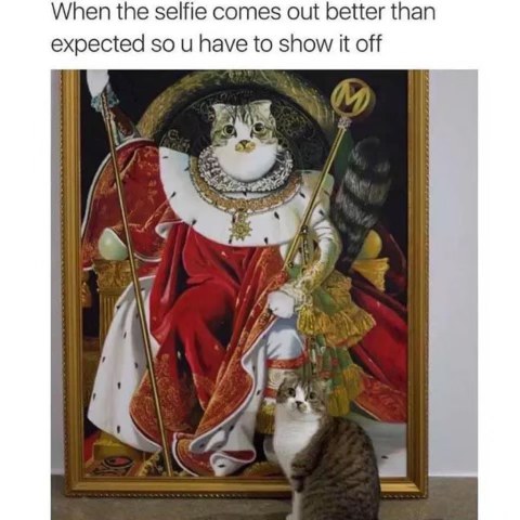 When your cat looks regal af and you gotta show everyone