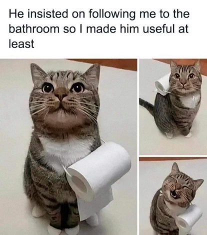 When your cat won't leave you alone in the bathroom BUT you make them carry the TP for you