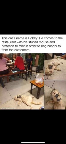 This cat's got the dramatics down to an art, faking a faint for free food. So extra, yet so effective.