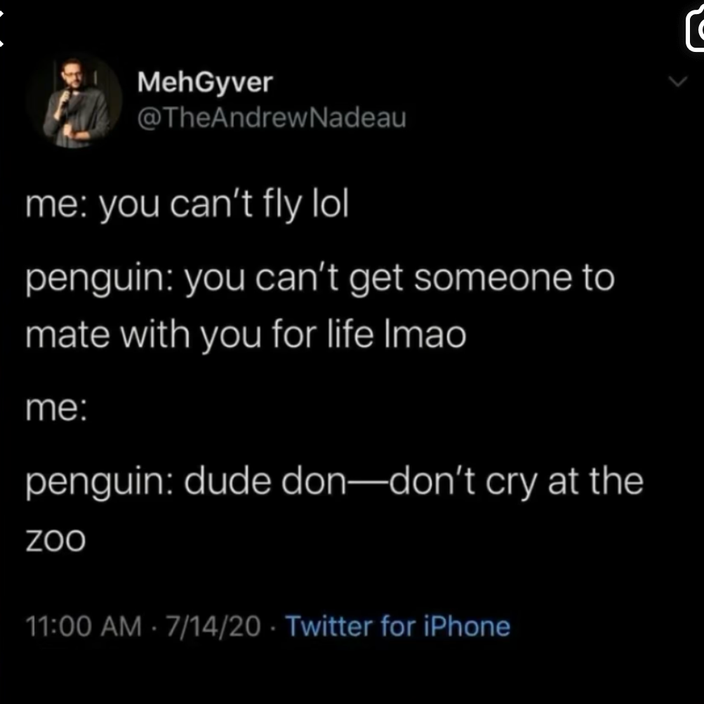 When a penguin roasts you about your dating life