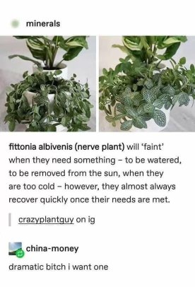 This plant faints when it needs attention but bounces back immediately. Basically, a dramatic bitch we all want.