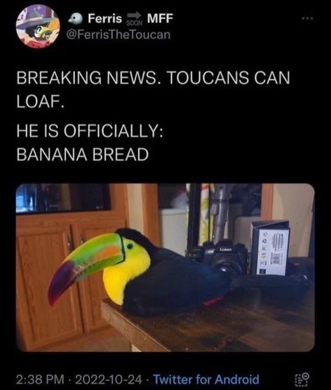 OMG they discovered toucans can loaf and named it banana bread