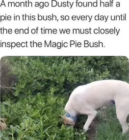 When your dog finds something once and now dedicates his life to inspecting that bush