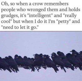 So crows holding grudges is smart but me holding grudges is petty? Make it make sense.